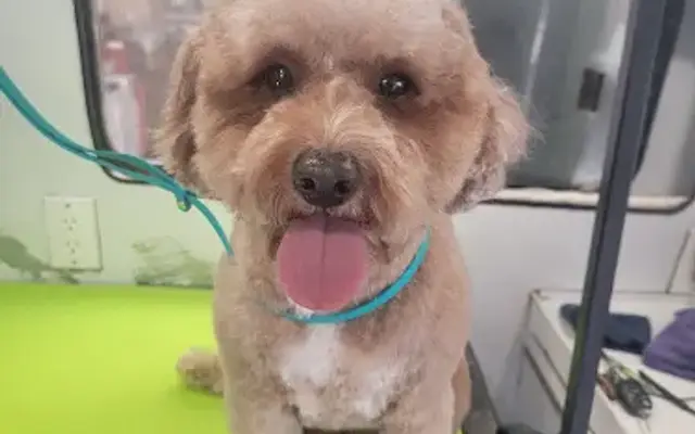 Splish Splash Grooming in Encinitas, CA