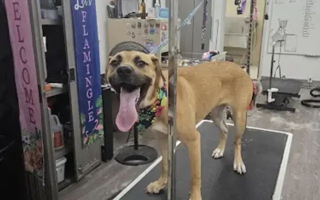 Pet Supplies Plus Quincy Grooming in Quincy, IL