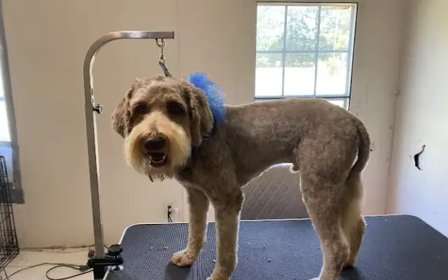 Leslie’s Grooming Room in Texarkana, AR
