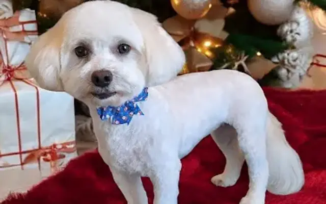 Dainty Paws Salon in Granbury, TX