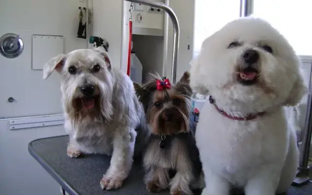 Dog Works Mobile Pet Grooming LLC in Washington, UT