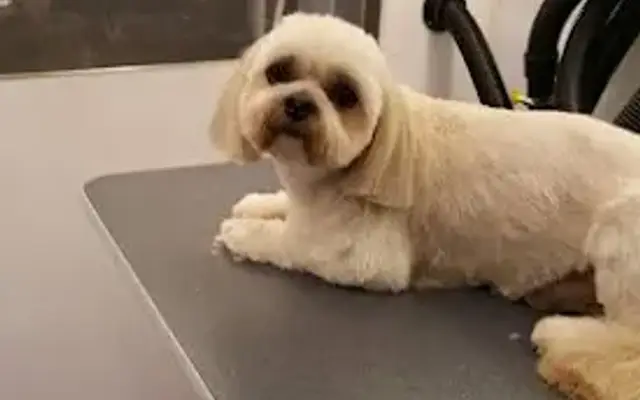 Barking Style Mobile Grooming in Mundelein, IL