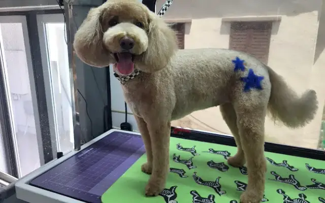 Punk Pups Mobile Grooming LLC in Gilbert, AZ