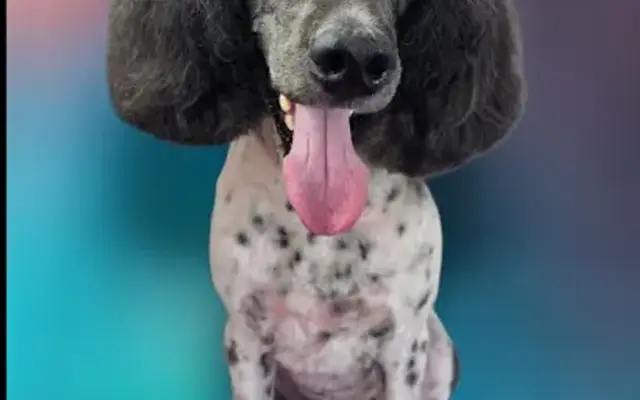 Bark N Bubbles Mobile Dog Grooming in Spokane, WA