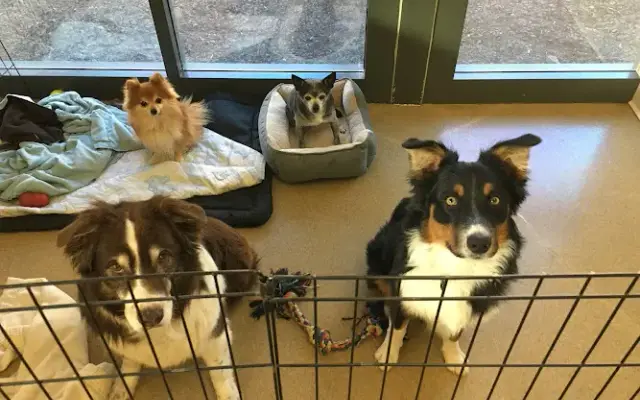 Come When Called Grooming in Queen Creek, AZ