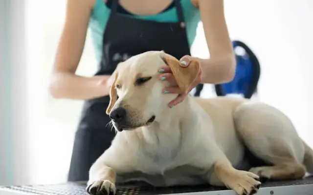 Trusty Wag Grooming in Mansfield, MO