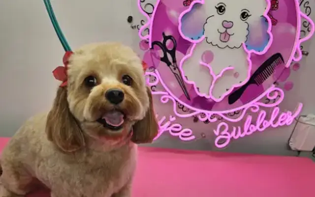 Boujee Bubbles Mobile Dog Grooming in Laguna Hills, CA