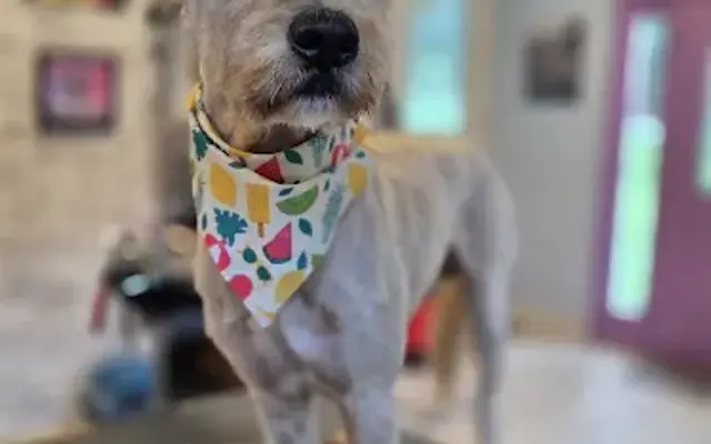 Romy Michelle's Dog Salon in Kings Mountain, NC