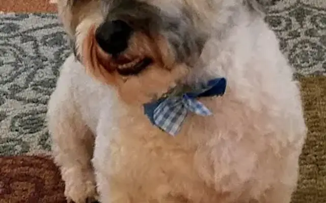 Elizabeth's Expert Dog Groom in Monroe, MI
