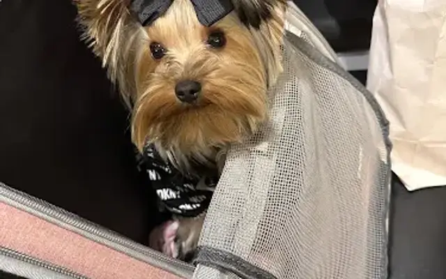 Doggiestylzs Boutique and Grooming in St Ann, MO