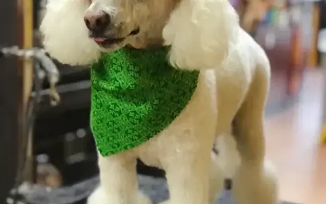 PAWsitive Pet Grooming in Covina, CA