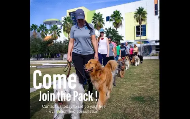 Sit N Stay Dog Academy in Tampa, FL