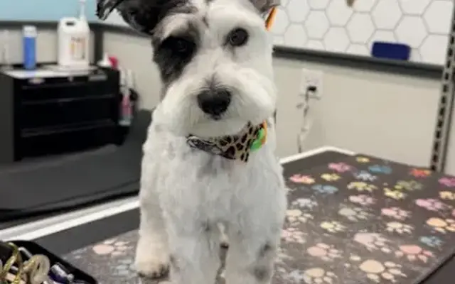 Pet Supplies Plus New Braunfels Grooming in New Braunfels, TX