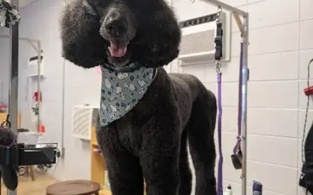 Henry's Pet Groomimg Plus in Gulfport, MS