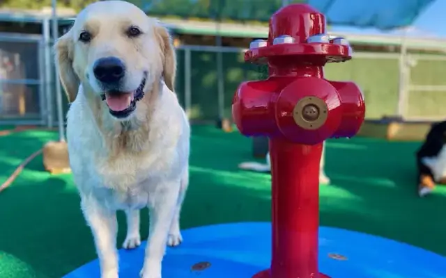Gagnon's Pet Resort in Colchester, CT