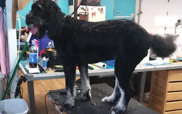 Cyndi's Chynadoll Grooming in Indianapolis, IN