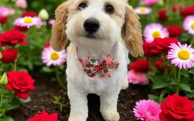 Mutt n Cutt Grooming in Wilkesboro, NC