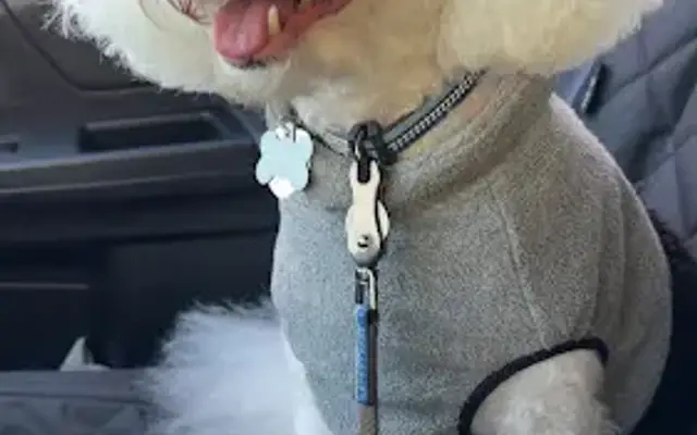 Bubbles and Bones pet grooming in Maumee, OH