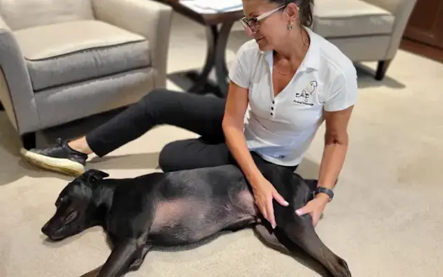 EASE Animal Massage in Wexford, PA