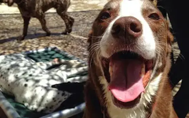 Camp Canine Santa Barbara in Santa Barbara, CA