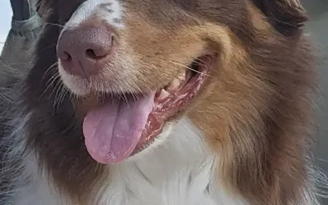 Scissor Wizard Mobile Dog Grooming in Westlake, OH