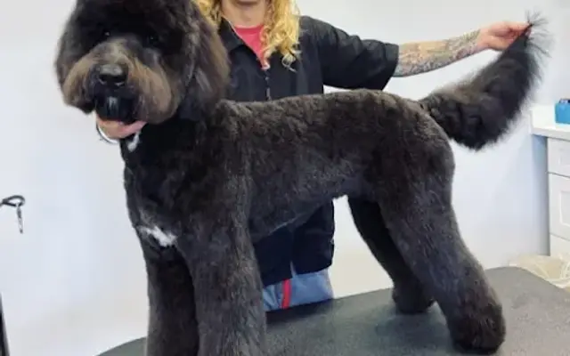 Parker's Groovy Grooms in San Marcos, CA