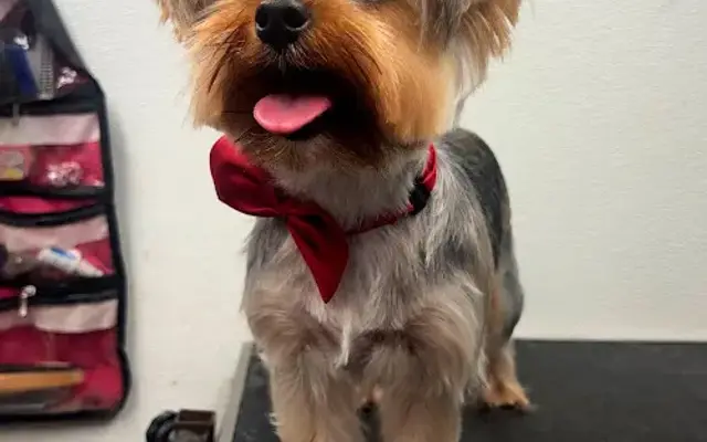 Mobile Pet Grooming VIP at The Beach in Miami Beach, FL