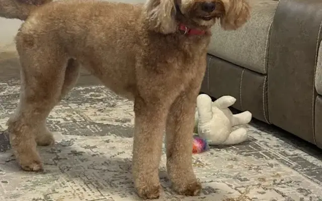 Snoopy's Grooming SpawT in Bartow, FL