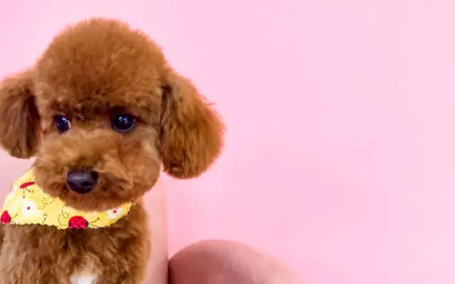 Furrever Fluffy Grooming and Spaw in Kennesaw, GA