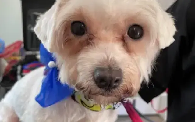 SPRING BRANCH DOG GROOMER in Houston, TX