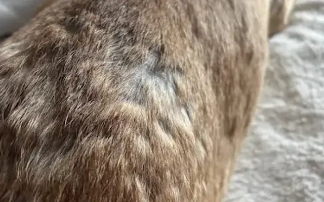 PetSmart Grooming in Germantown, MD