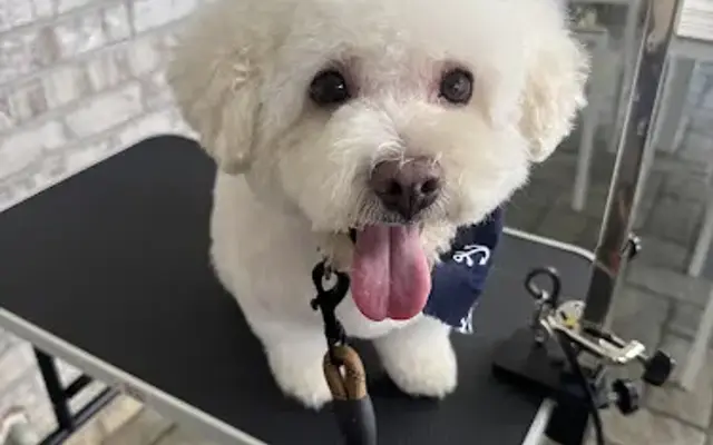 Ruffined Pooch Pet Spa in Leland, NC