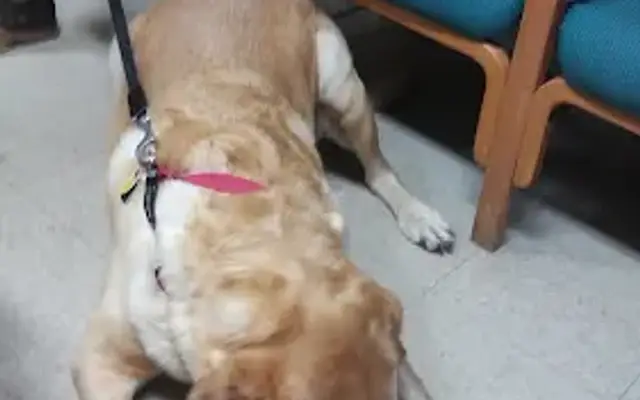 Compassion Veterinary Clinic in Philadelphia, PA