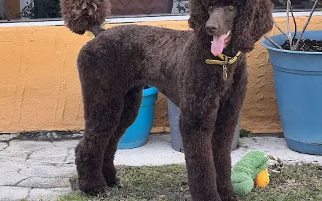 Nat Grooms Poodles and Doodles in Kissimmee, FL