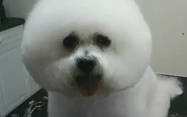 Petstyles Grooming Salon in Clayton, IN