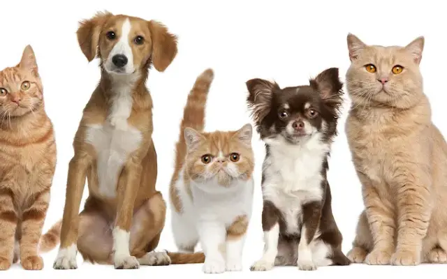 East Tosa Veterinary Clinic in Wauwatosa, WI