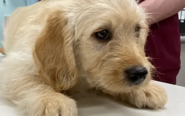 Montrose Animal Hospital in Marietta, GA
