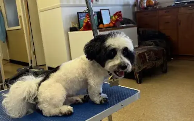 Francy's Pet Grooming in Redwood City, CA