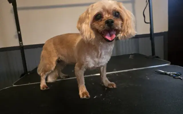 bigdawggrooming in Philipsburg, PA