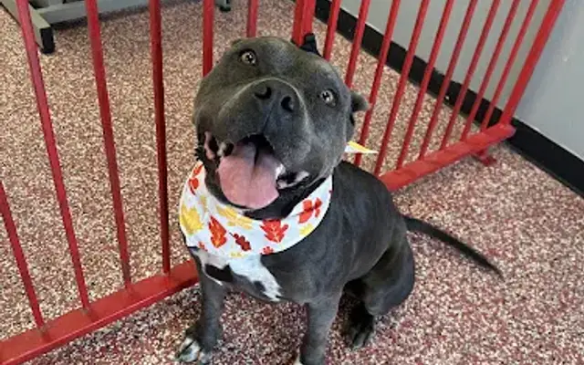 Pawfect Pets in Albuquerque, NM