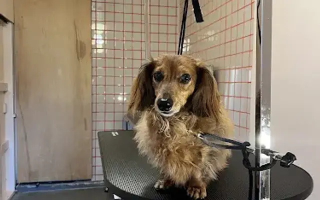 The Persimmon Pooch in Wichita, KS