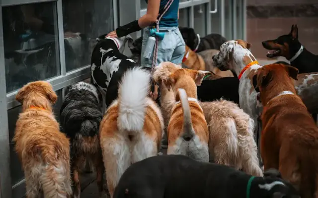 Tail Town Pet Resort in Rio Rancho, NM