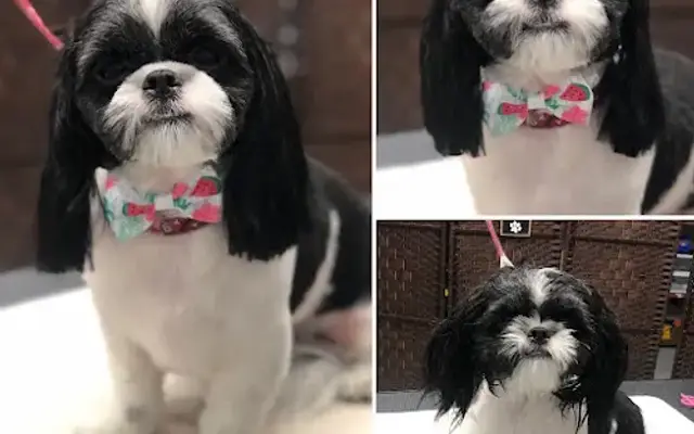Happy Paws Dog Grooming in Punta Gorda, FL