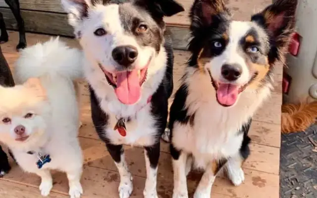 Four Paws Pet Care and Kennel in Maineville, OH
