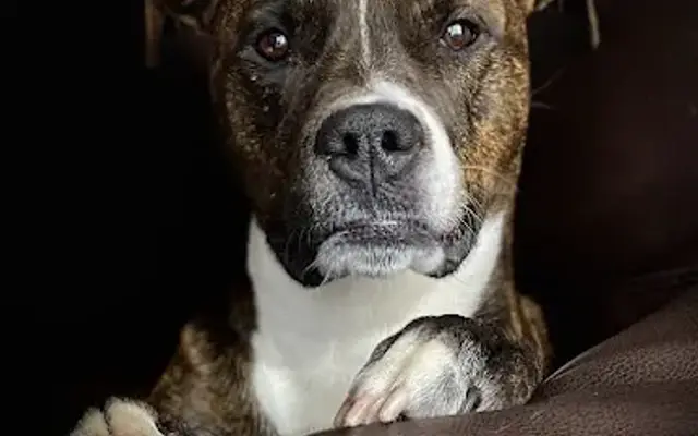Canine Massage of Northeastern Connecticut in Woodstock, CT