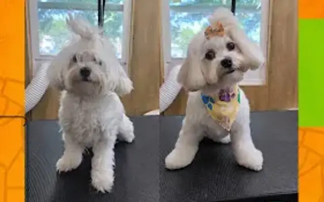American Pets Grooming in Orlando, FL