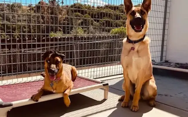 Vineyard Kennel in Paso Robles, CA