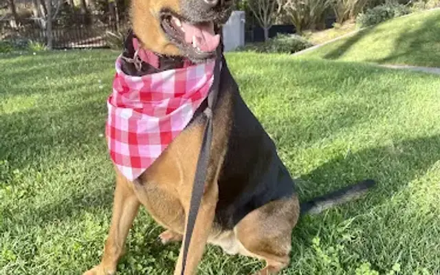 Pampered Pup in Half Moon Bay, CA