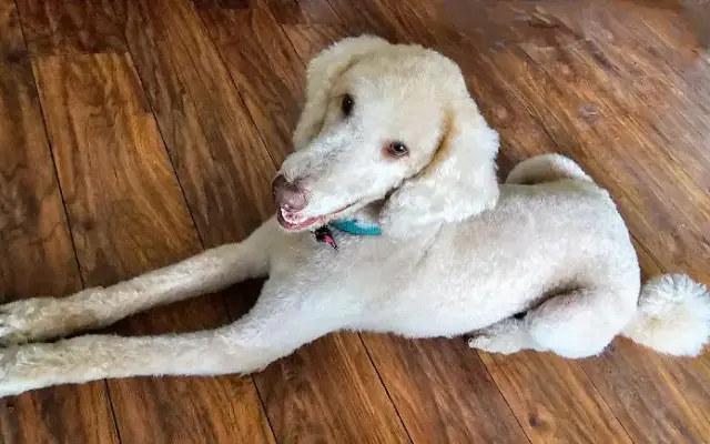 Stinkin Cute Grooming Salon in San Antonio, TX