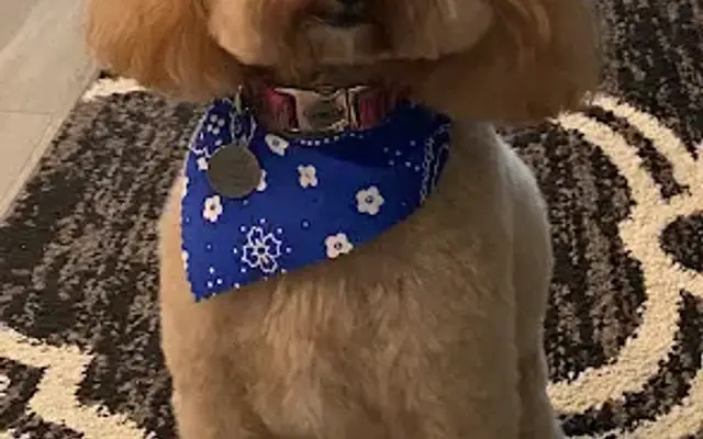 Anastasia Pet Spa in St. Augustine, FL